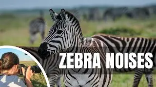 🦓 What sound does a zebra make? Zebra Sounds You Weren&rsquo;t Emotionally Ready For