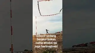 merpati lovers Brebes #merpati #merpatikolong