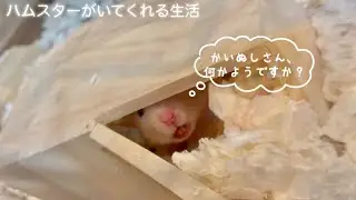 【くまお、もやし食べる？】🐹#ハムスターのいる生活 キンクマハムスター #Japanese#cute#hamster #mungbeansprouts