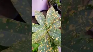 Croton Plant Care 🌈 | Colorful Indoor & Outdoor Plant | Croton Leaves Bright Colors #crotonplant