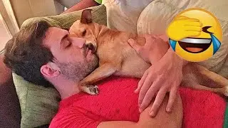 🐱 Funniest Animal Videos 😂 Silly & Dramatic Pets Caught on Camera 🐾 🤗 #funny_cats #catvideos