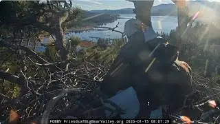 Family dispute, Shadow doesn't give Jackie a fish 15.01.2026 @FOBBVCAM