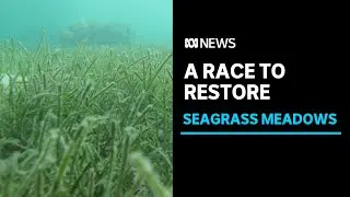 The race to restore vital seagrass meadows in Queensland&rsquo;s tropics | ABC News