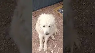 bad groom
