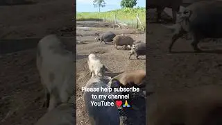 pig feeder Breeds of domesticated wild pigs#pig #pigfeed