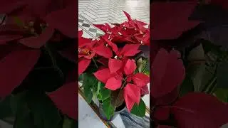 Red leaf plant #shorts