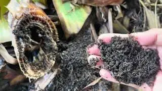 #farming  #vermicompost #citronella #Farm update-October 4,2024