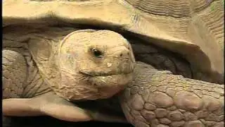 Wildlife World Zoo brings African Spurred Tortoises