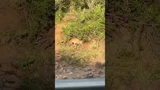 Hyena sighting on our African safari  #wildlife #africansafari #hyena