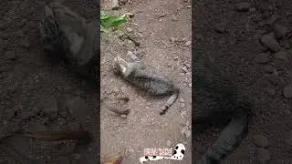 Tabby Cat Takes a Dust Bath - Bravo Dada! #TabbyCat #DustBath #FunnyCats