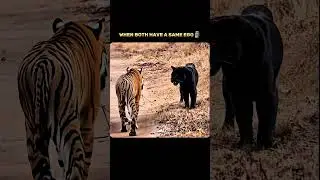when both have a same ego 💀 #mindset #tiger #motivation
