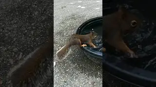 Little Douglas Squirrel playing with water