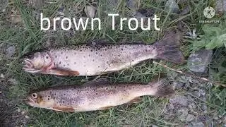 Catch brown Trout in Skardu sadpara River