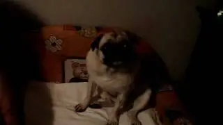 Pug crying and doing himself!