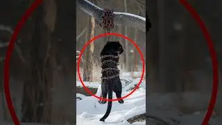 Injured black man saved by the wolf