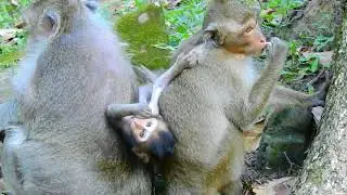 Break heart Poor baby monkey Timo, Why Two mother monkey Squeeze him.