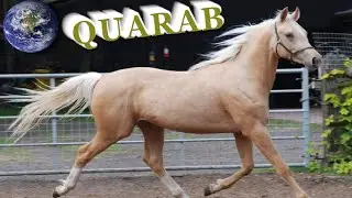 TOP Beautiful Quarab Horse in the World!