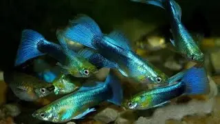 Beautiful guppies #PetsBureauPA #GUPPY #Guppies #Fish #Aquarium #ColorFish #MultiColor #Rare colors 