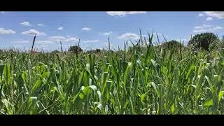 Sindlesham Corn field in 2020 Lockdown
