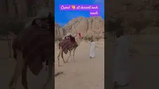 Dessert Rock Saudi ,Camel 🐫 🐪 sarap Saiyan Peru need  hawak mabuti #everyone #travel #dessertrock