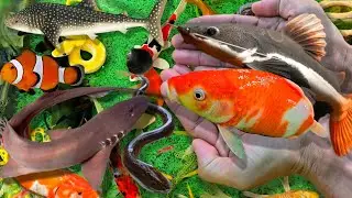 Video Cá Cảnh Đẹp, Cá Cảnh Dễ Thương, Cá Koi, Axolotl, Cá Thần Tiên, Ếch, Rùa, Tôm