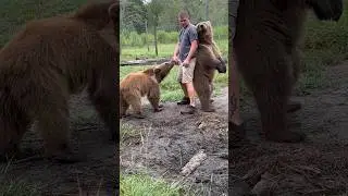 Small bears wanting scratches #bears #bear #grizzzlies #grizzlybear #rescue #brownbear #mammal