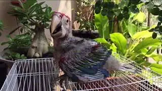 Green wing macaw from 0 - 50 days.
