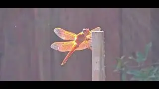 Orange Dragonfly - 2024 #dragonfly