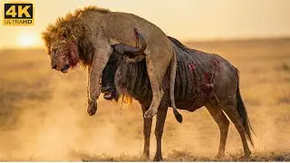 Injured Wildebeest Surrounded by Lions | This Wildebeest Had No Chance&hellip; Lions Attack in Seconds