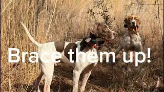 Brace Them Up! #dogcompetition   #fieldtrials #birddog #englishsetter #englishpointer #birddogs  