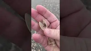 another connected Bi-Valve shell I found on Holden Beach!