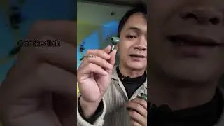 X6 Bluetooth Headphones