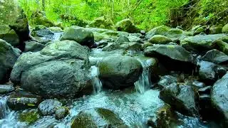Fresh Morning River & Birds &ndash; Peaceful Nature Sounds for Work & Study
