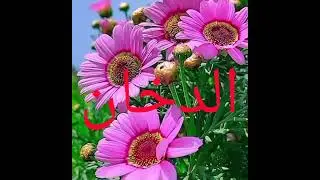 ДУХОН СУРАСИНИНГ ФАЗИЛАТЛАРИ 🌷الدخان🌷ИНШААЛЛОХ МАНФАЪТЛИ🌼