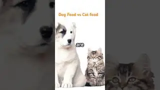 Cat Food vs Dog Food  What's the Difference? #calmcats #cathealthtips #catcaretips #cat #catlover