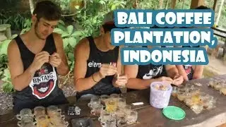 BALI COFFEE PLANTATION | Indonesia Tours
