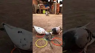 Original pigeon trap #pigeon #trap #short #shorts #shortsfeed #watchtime #fypシ゚viral