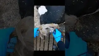✂️🐄 Tail Trimming: Hygiene or Fashion for Cows?