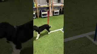 #puppy pole training.  Keep in a straight line