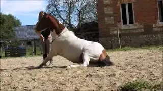 Liberté à pied et freestyle 30.08 et 03.09.2016 - Volcan et Charlotte