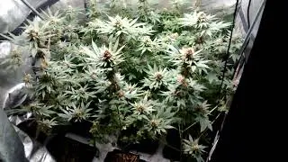 9 x Gorila Cookies x San FernadoVally x Purps x Master Kush X Afghan Kush Regular Day 47
