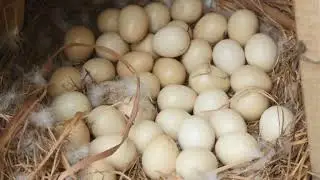 FILM LA MAISON DU PAYSAN 2016,  TROPHE ADJRA