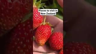 Ruakura Berry Farm