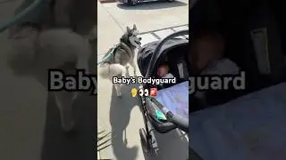 Husky Protects Newborn Baby Sister 🥹