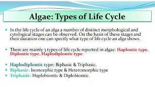 Algae | Alternation of Generation | Types of Life Cycle
