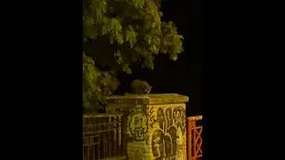 Berlin wildlife