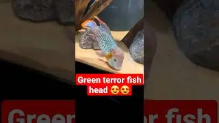 look at green terror fish beauty 😍😍 #fish #fishtank #aquarium #pets