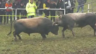 KOBRA Saliha Bajrića i ZEĆO Ivice Ladana, Liskovica 2025