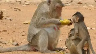 POOR MONKEY JODY HUGNRY TRY REQUEST MANGO JANE MONKEY | MONKEY TECHNIQUE