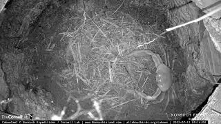 Land Crab Enters The Bermuda Cahow Burrow For A Quick Visit &ndash; July 12, 2022